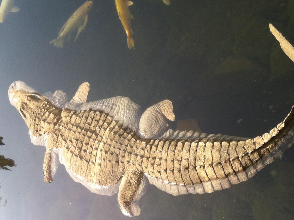 Floating Alligator