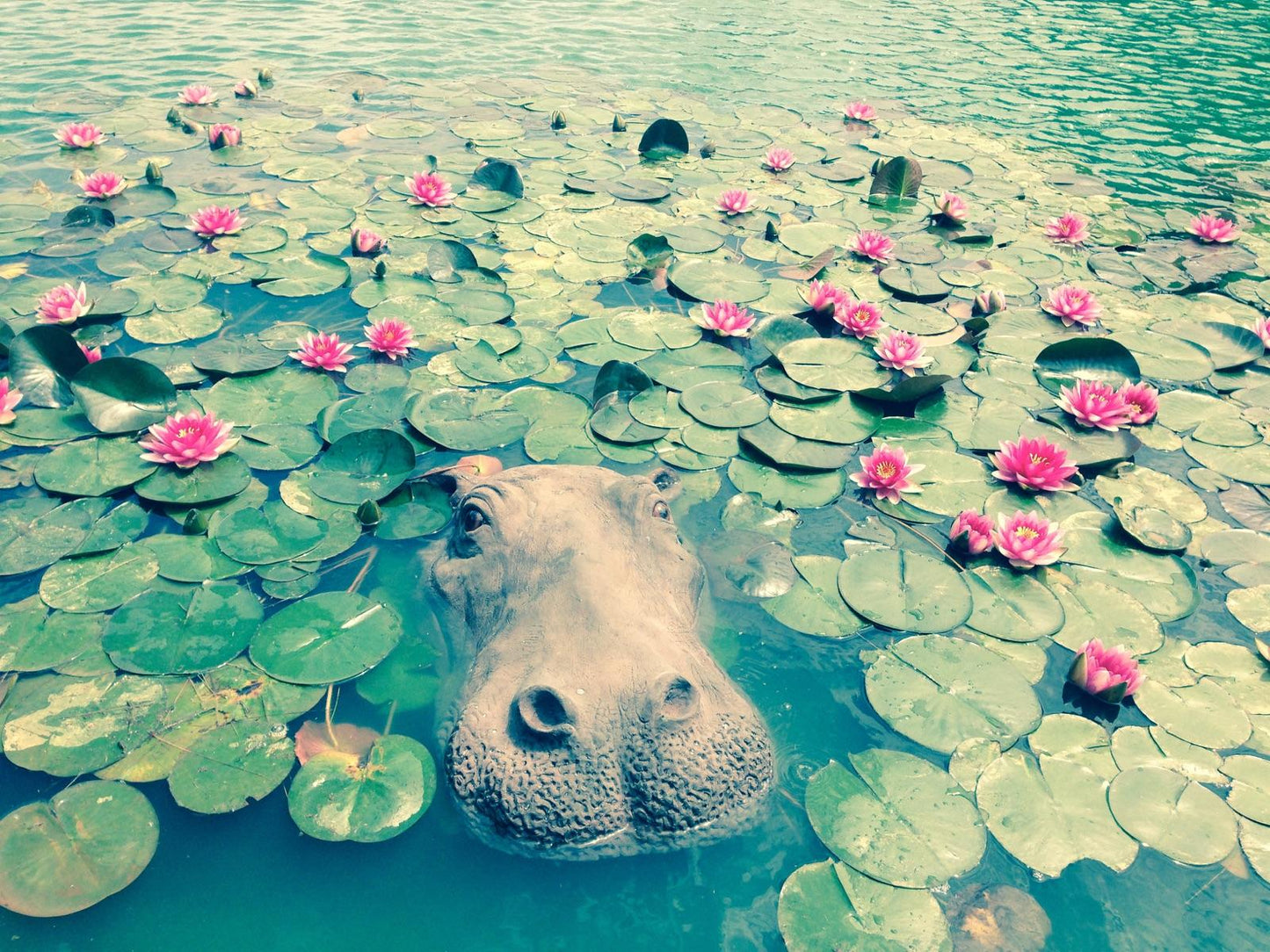 Floating Hippo Head-Large