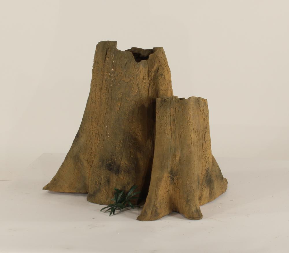 Cypress Stump-004