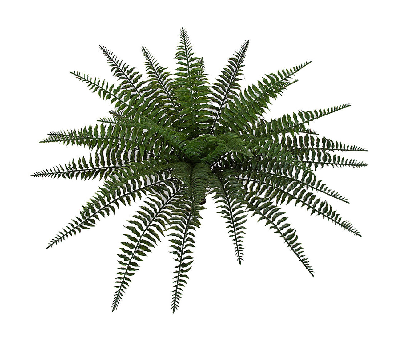 23” Boston Fern Plant