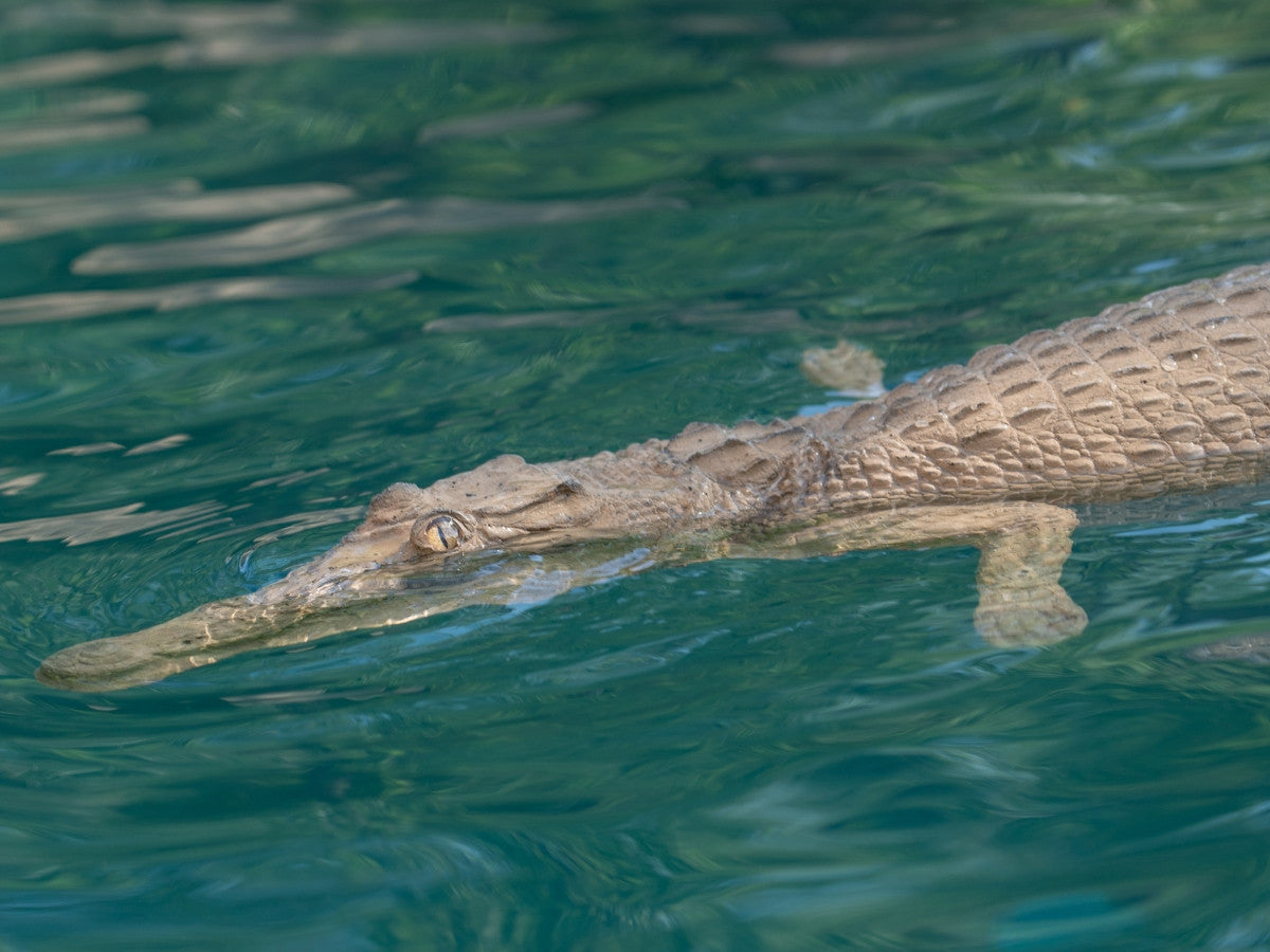 Floating Crocodile
