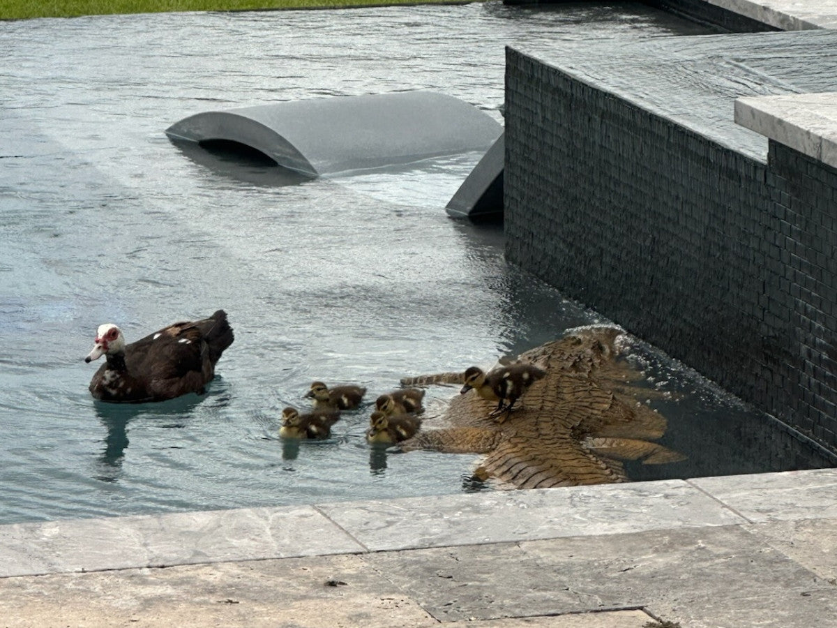 Floating Alligator