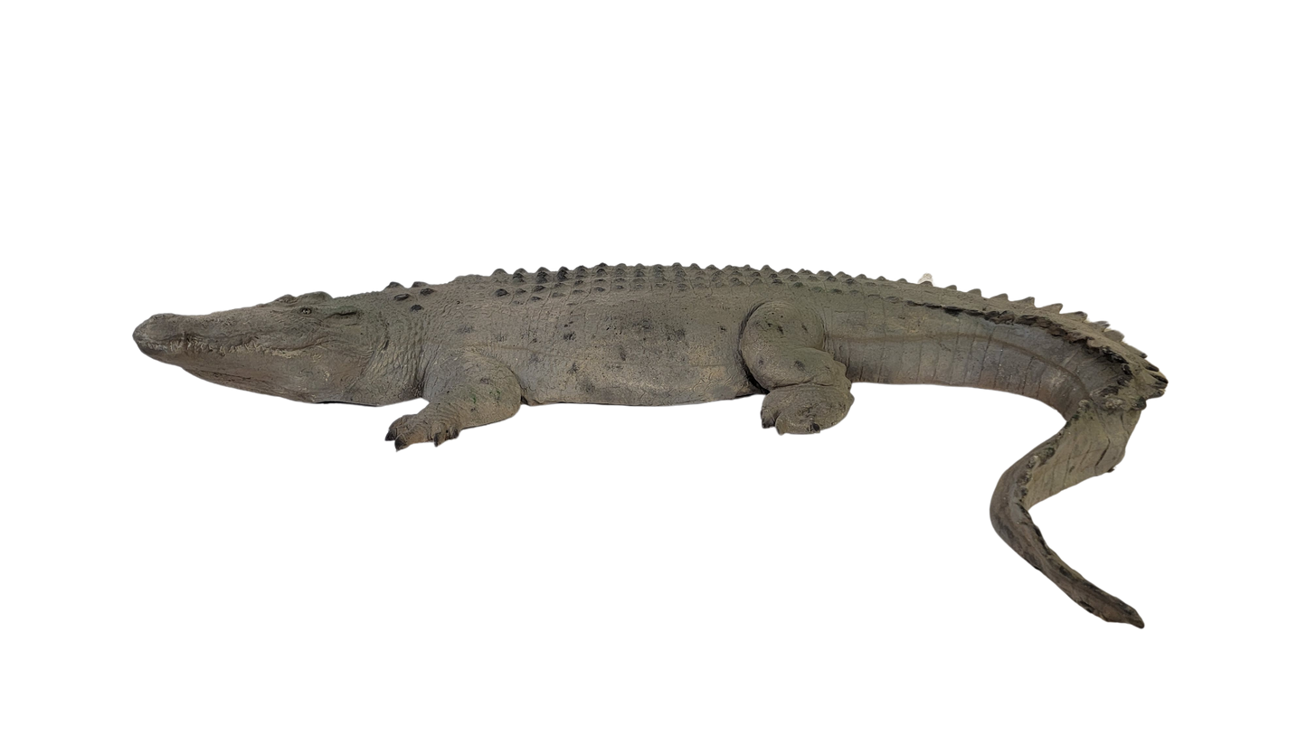 Floating Crocodile Large