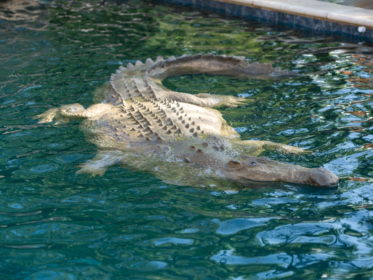 Floating Crocodile Large
