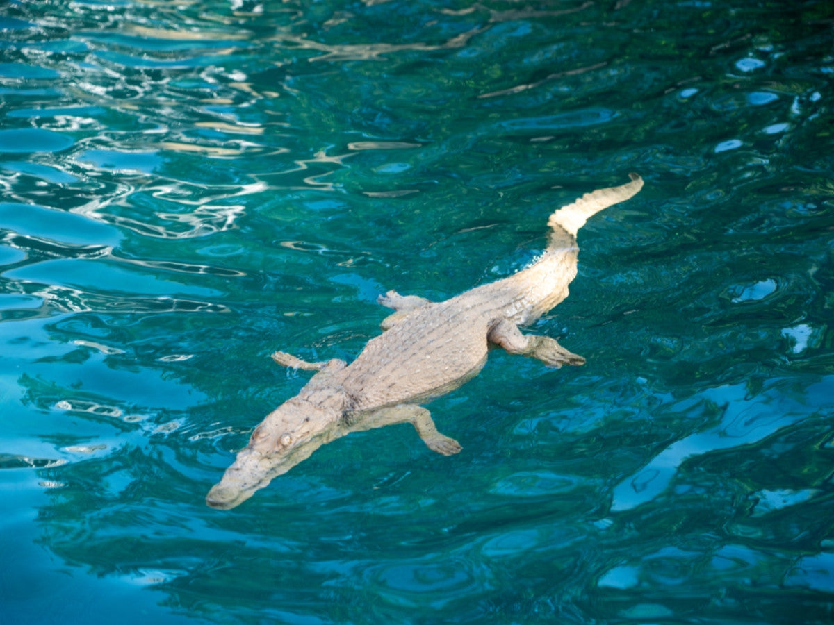 Floating Crocodile