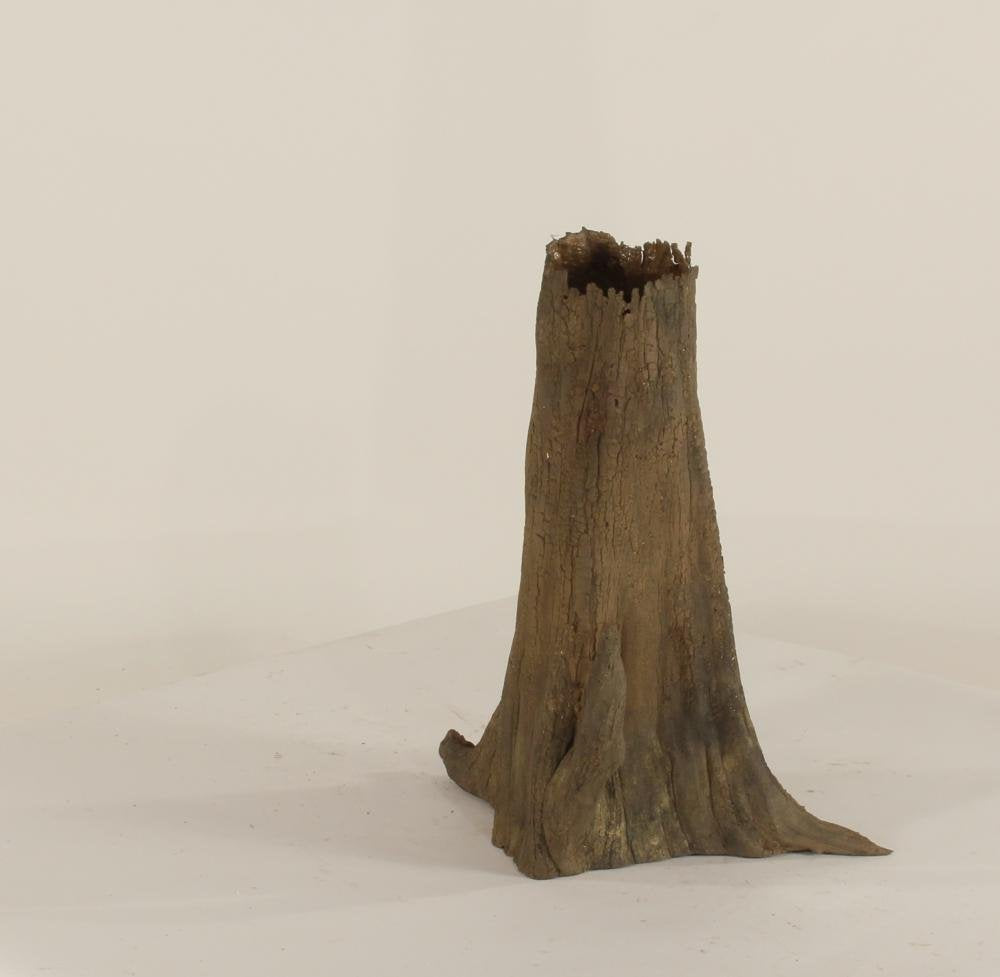 Cypress Stump-003