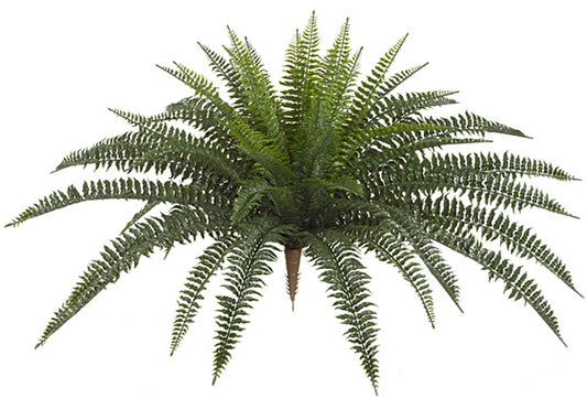 30” Boston Fern Plant