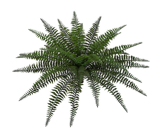 23” Boston Fern Plant
