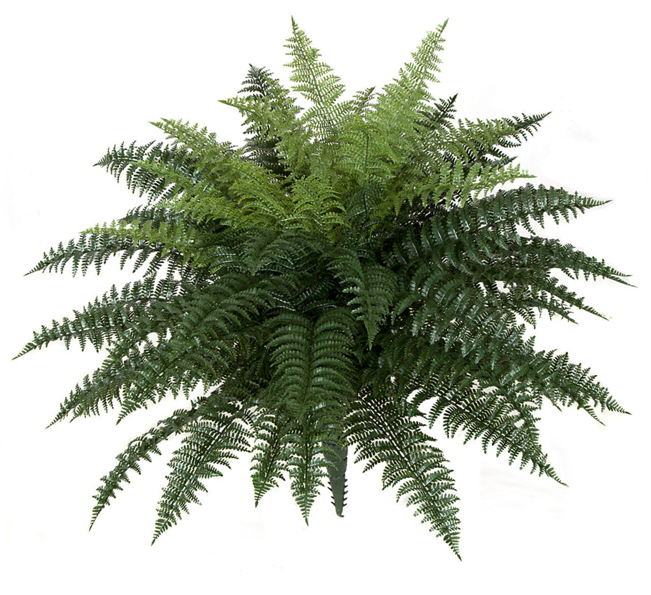 Large Ruffle Fern